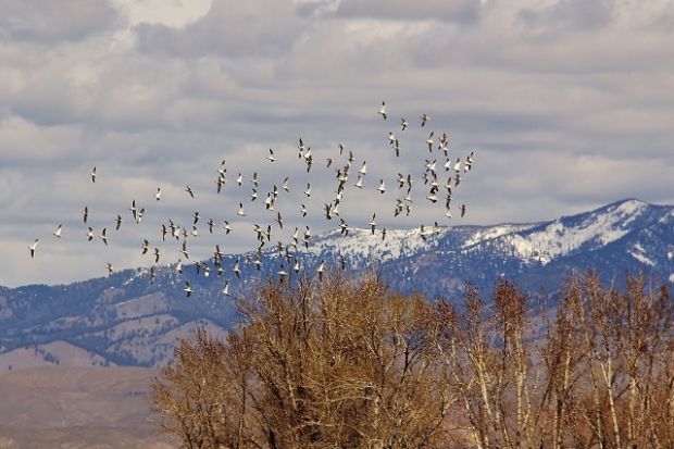 Idaho Mountains